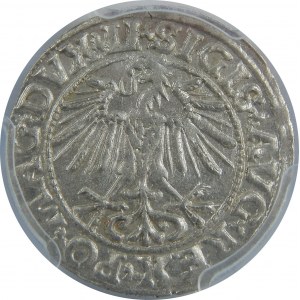 Zygmunt II August, Półgrosz 1549, Wilno, PCGS MS63