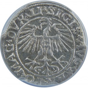 Zygmunt II August, Półgrosz 1551, Wilno, PCGS MS63