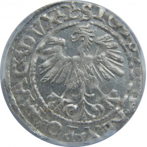 Zygmunt II August, Półgrosz 1560, Wilno, PCGS MS63