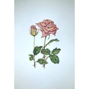 Anna Veronika Stępień (b. 1995), Roses, 2022