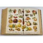 Ochorowicz-Monatowa Maria, Universal cookbook : with illustrations and colored plates decorated at the hygiene exhibitions in Warsaw in 1910. : over 2200 modest and refined farm and kitchen recipes with consideration of...