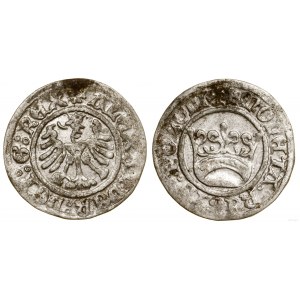 Polska, pólgrosz koronny, bez daty (1502-1506), Kraków