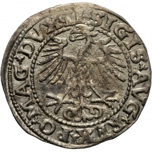 Zygmunt II August, półgrosz 1552, Wilno