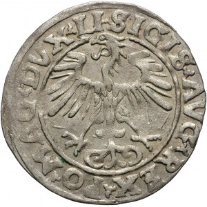 Zygmunt II August, półgrosz 1553, Wilno