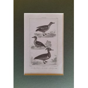 Georges Louis Leclerc de Buffon, Ptaki - warcabnik, cyraneczka, karolinka (1833)