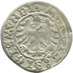 Sigismund I. der Alte, halber Pfennig ohne Datum, Krakau