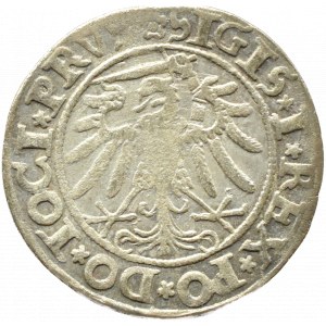 Sigismund I the Old, city penny 1534, Elbląg