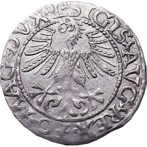 Sigismund II. Augustus, halber Pfennig 1561, Vilnius, LITVA/L, WHOLE