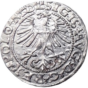 Sigismund II Augustus, halber Pfennig 1564, LITV/L, Vilnius, OKAZOWY