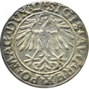 Zikmund II August, půlgroš 1548, Vilnius, LITVA/LI, OKAZOWY
