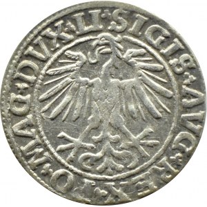 Sigismund II Augustus, half-penny 1550, Vilnius, LITVA/LI, WHEREAS