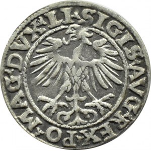 Sigismund II Augustus, half-penny 1554, Vilnius, LITVA/LI, VERY RARE