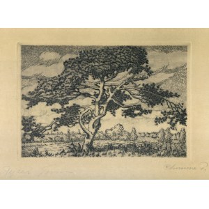 CHMURA, Piotr (1888-1981) - Pine tree ; 1932. etching 13x17.5 cm, on a sheet 22x28 cm (flush), sign...