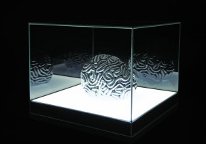 Iwona DEMKO (1974), Mózg ludzki przed procesem socjalizacji - mózg srebrny; 2014