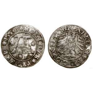 Prusy Książęce (1525-1657), szeląg, 1550, Królewiec