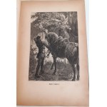 KRASZEWSKI J.I. - KUNIGAS dřevoryty ANDRIOLLI Wyd.1882r.