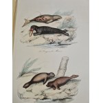BUFFON - OEUVRES COMPLETES Paris 1839 BOOK OF CHARTORIES COLOR ILLUSTRATIONS BEAUTIFUL BINDING