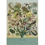 Zestaw czterech plakatów kolekcjonerskich Rośliny i zwierzęta