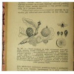 HEILPERN M. - Základy botaniky s 281 kresbami v textu, Varšava 1922.