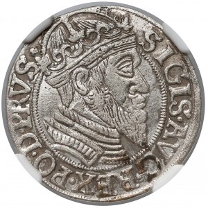 Zygmunt II August, Grosz Gdańsk 1557 - duża głowa - b. rzadka
