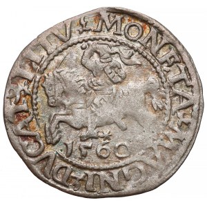 Zygmunt II August, Półgrosz Wilno 1560