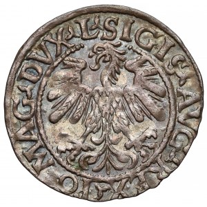 Zygmunt II August, Półgrosz Wilno 1559 - rzadki