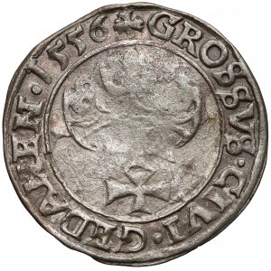 Zygmunt II August, Grosz Gdańsk 1556 - rozdwojona broda / PRVSI