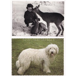 35 db MODERN állatos képeslap / 35 modern animal motive postcards