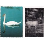 35 db MODERN állatos képeslap / 35 modern animal motive postcards