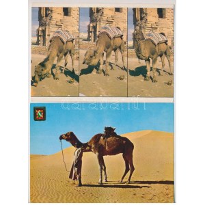 11 db MODERN állatos képeslap: medvék és tevék / 11 modern animal postcards: bears and camels