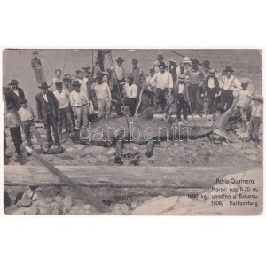 Bakarac, Buccarizza; Adria-Quarnero. Morski pas 6.20 m, 1800 kg., uhvacen u Bakarcu 1906. / Haifischfang ...