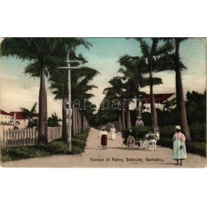 1914 Belleville, Avenue of Palms (Rb)