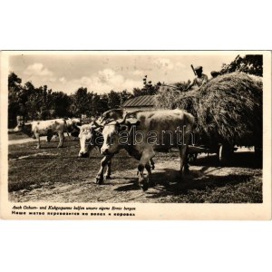 1943 Auch Ochsen- und Kuhgespanne helfen unsere eigene Ernte bergen / Ukrán folklór, ökör és tehát szekér szüretkor ...