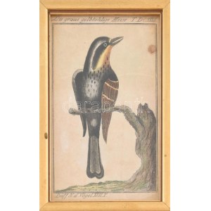 cca 1785 Sárgatorkú cinege . George-Louis Leclerq de Buffon (1707-1788...