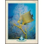 Steve Parish: A Souvenir of Australia's Great Barrier Reef. hn.,én., Steve Parish Publishing. Angol nyelven...