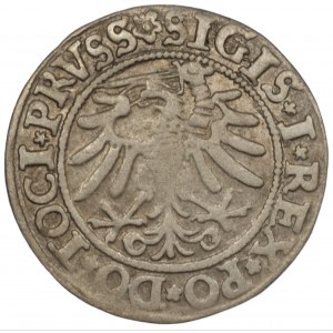 Zikmund I. Starý (1506-1548) - Penny Elbląg 1533