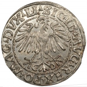 Zikmund II August (1545-1572) Půlpenny Vilnius 1548