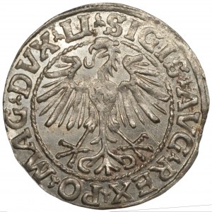 Sigismund II Augustus (1545-1572) Halber Pfennig Wilna 1548