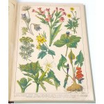 WERMIŃSKI - PŘÍRODOPIS V OBRAZECH Botanika a mineralogie 269 barevných obrázků 1893 FOLIO