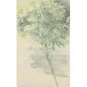 ANONYMOUS : Spring tree, 1985