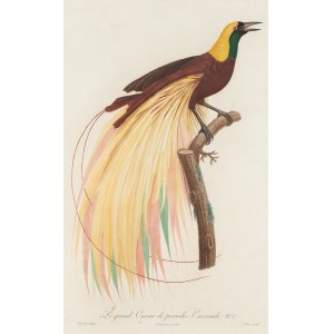 Jacques Louis Perée (nar. 1769), Le grand Oiseau de paradis