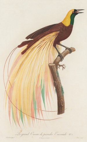 Jacques Louis Perée (ur. 1769), Le grand Oiseau de paradis