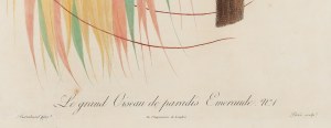 Jacques Louis Perée (ur. 1769), Le grand Oiseau de paradis