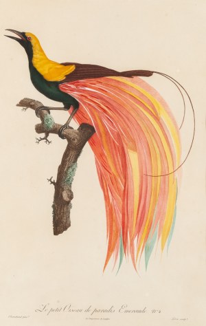 Jacques Louis Perée (ur. 1769), Le petit Oiseau de paradis