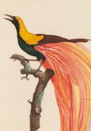 Jacques Louis Perée (ur. 1769), Le petit Oiseau de paradis