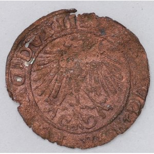 Polska, Zygmunt II August Falsyfikat z epoki