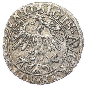 Polska, Zygmunt II August, Półgrosz 1558, Wilno