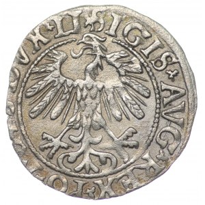 Poland, Sigismund II Augustus, Half-grosz 1558, Vilnius