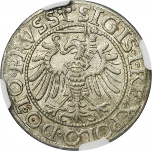 Sigismund I the Old, Groschen Elbing 1539 - PRVSS, leaf to the right - NGC AU58