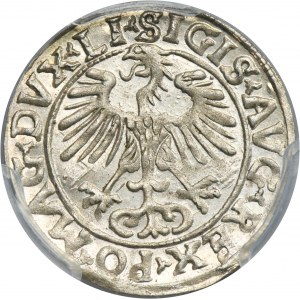 Sigismund II August, 1/2 Groschen Vilnius 1556 - LI/LITVA - PCGS MS63